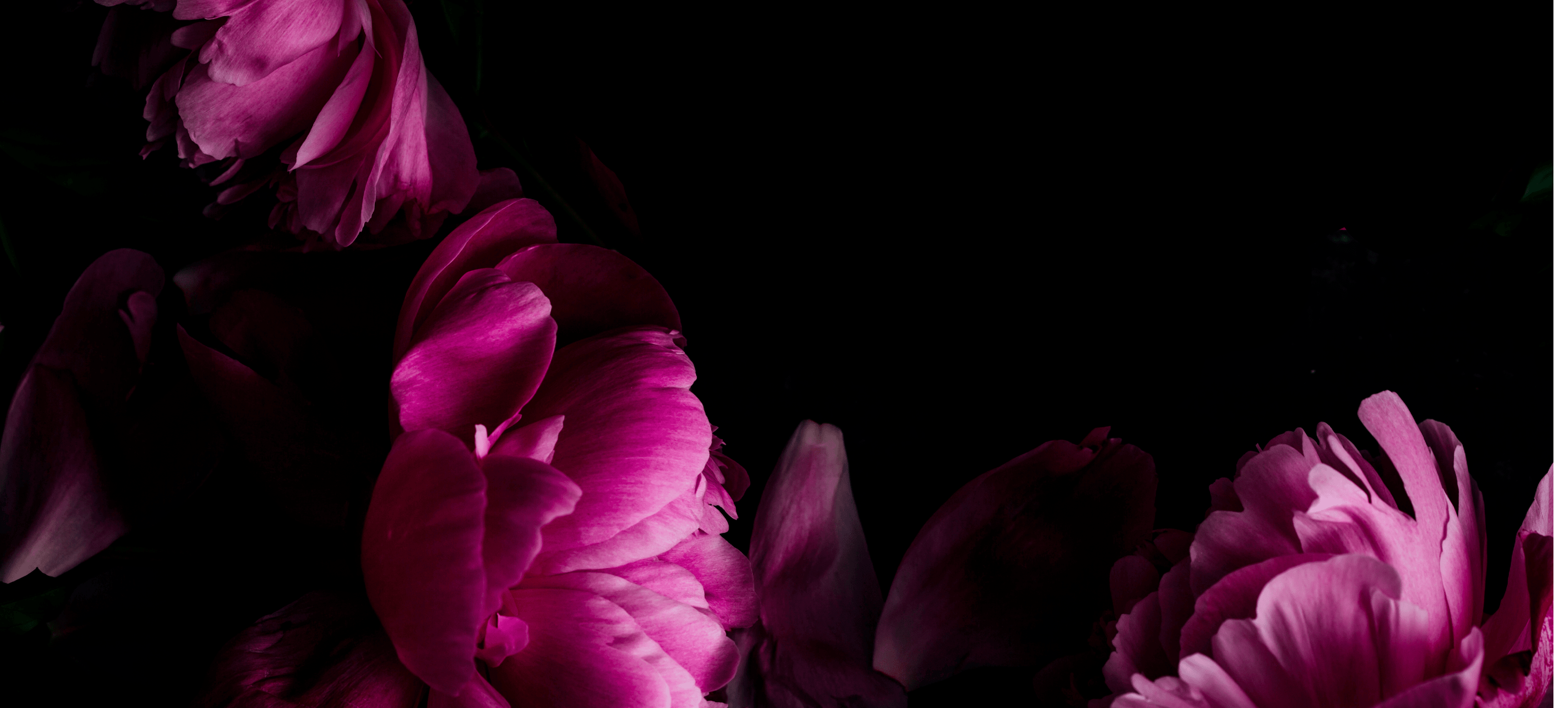 Close up of pink peonies