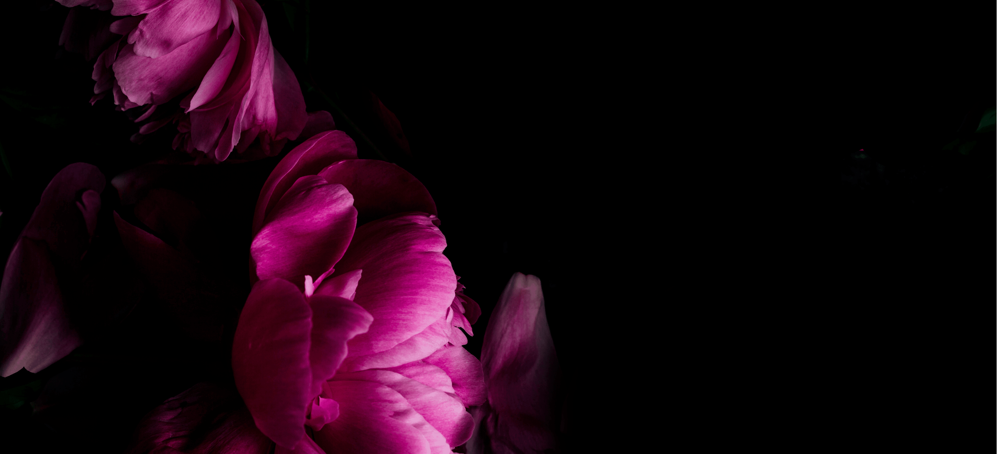 Close up of pink peonies