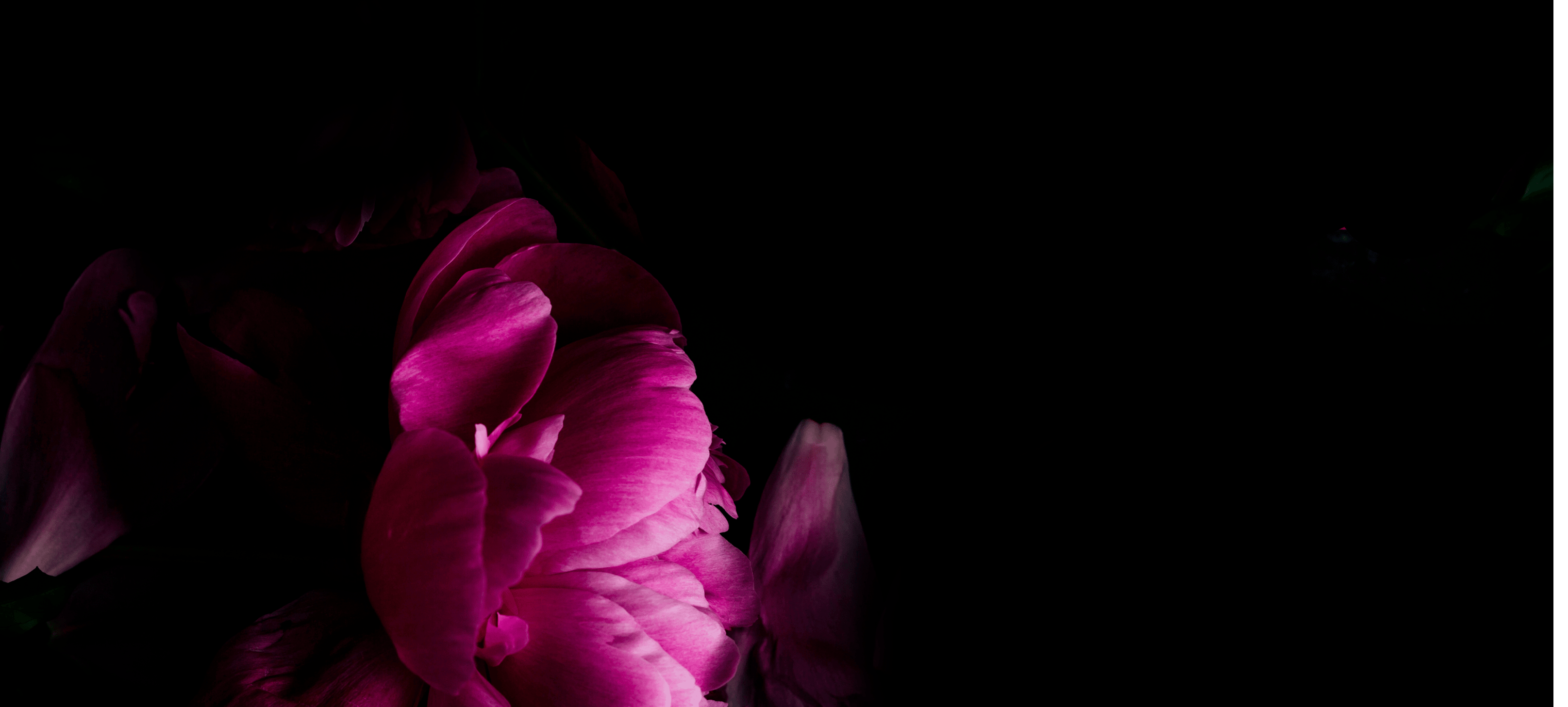 Close up of pink peonies