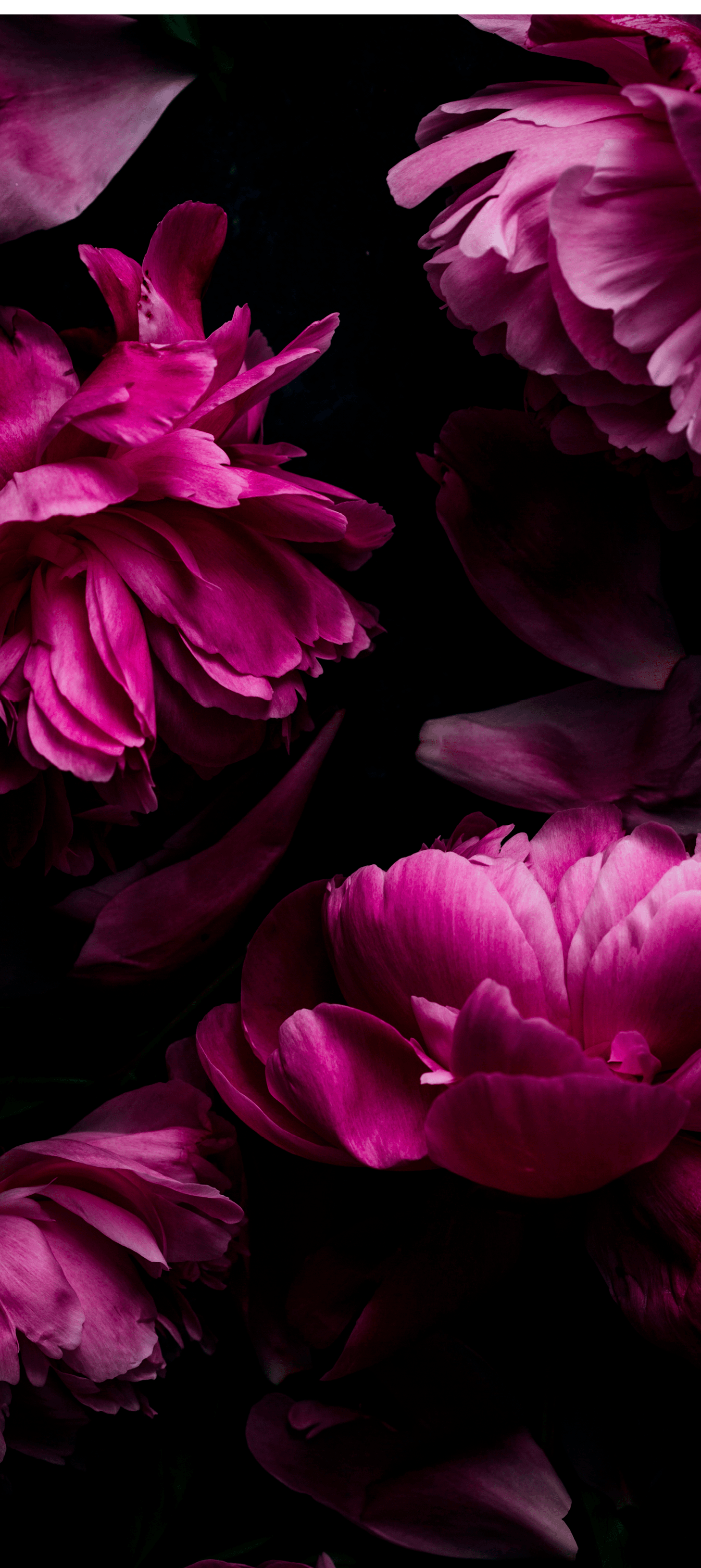 Close up of pink peonies