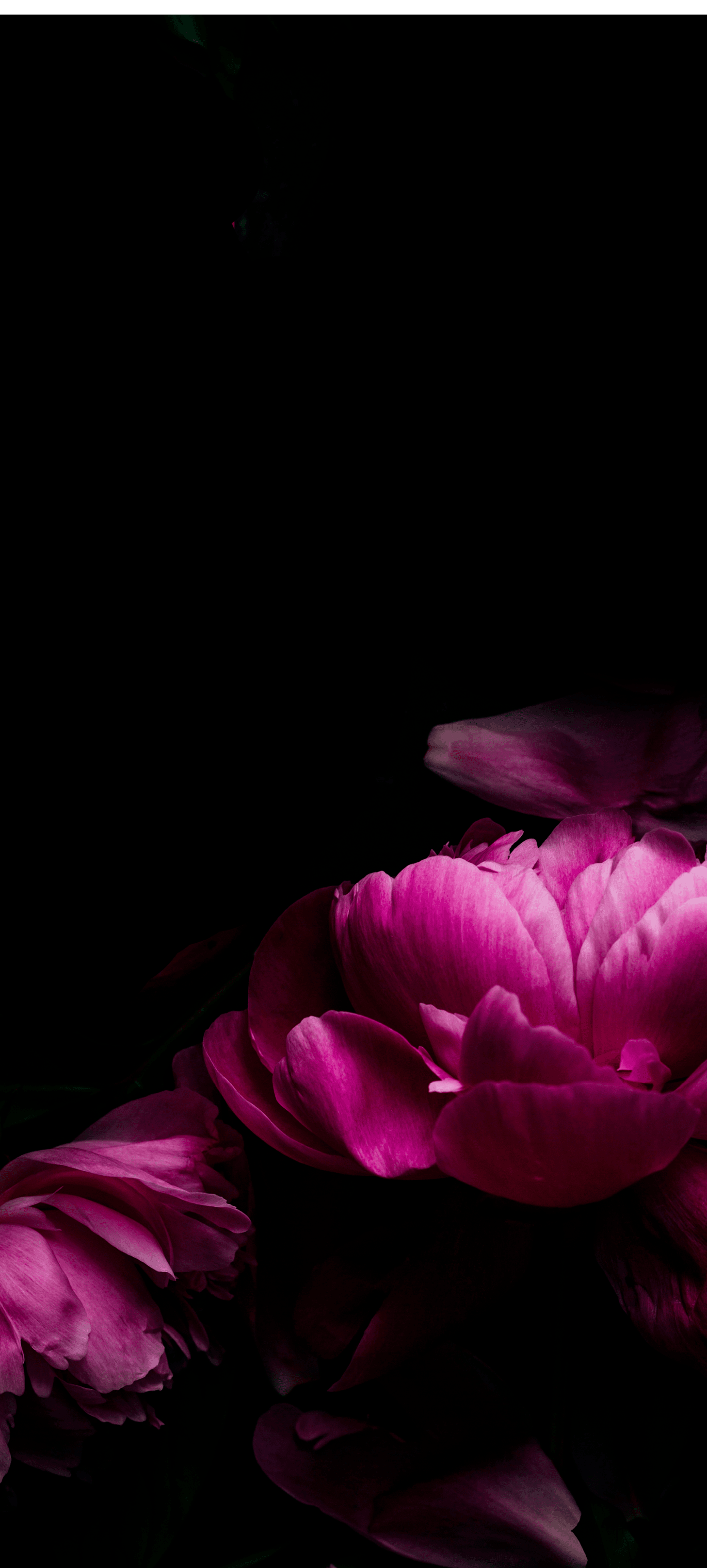 Close up of pink peonies