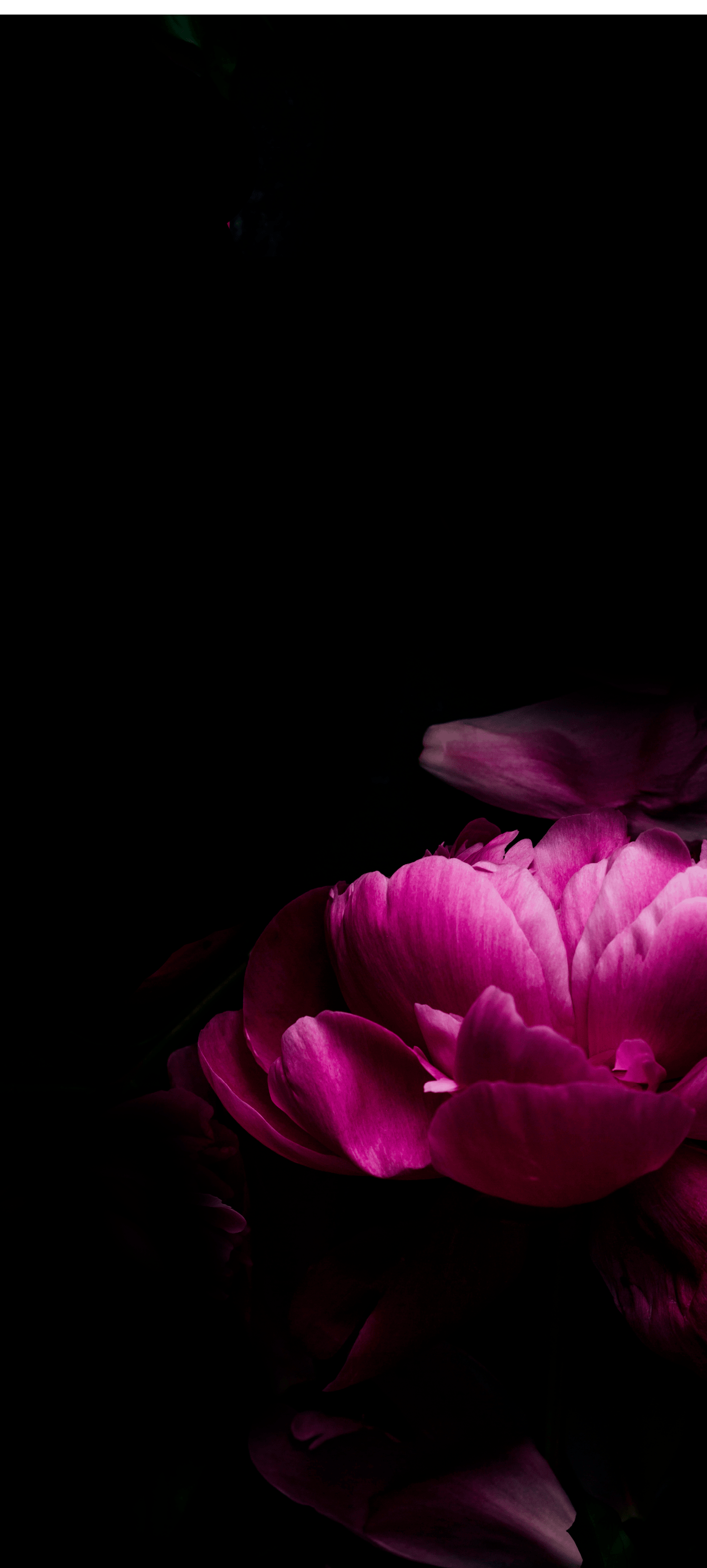 Close up of pink peonies